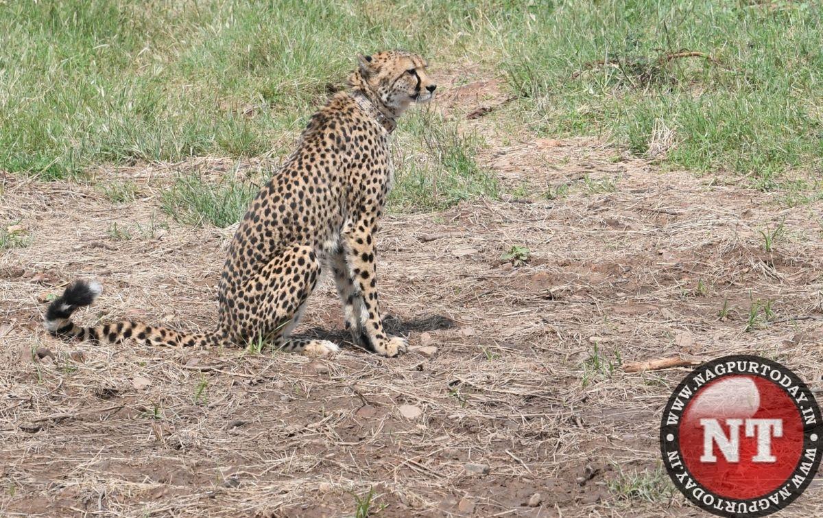 Another Kuno Cheetah Dies 3rd Death Since March another-kuno-cheetah-dies-3rd-death-since-march