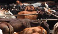 Drama on street: Cattle smugglers kidnap cop, arrested in Nagpur