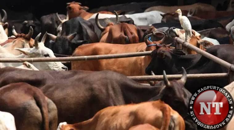4 cattle smugglers arrested, 37 cows, calves rescued in Nagpur