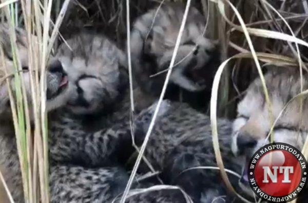 Additional Cheetah Cubs Perish In Madhya Pradesh National Park additional-cheetah-cubs-perish-in-madhya-pradesh-national-park
