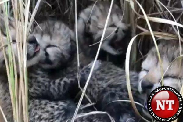 2 more cheetah cubs die in Madhya Pradesh National Park