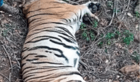 Sub-adult tiger dies after fight with another in Chikhaldara forest