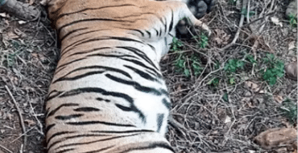 Sub-adult tiger dies after fight with another in Chikhaldara forest