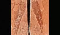 Rare find: Over 200mn years old plant fossils found in Chandrapur: Report