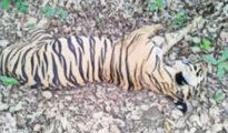 Tigress ‘Sharmili’ found dead in Chandrapur Forest Range