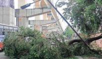 Thunderstorm havoc in East Nagpur, power outage, trees uprooted