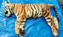 One of two rescued tiger cubs dies in Forest Dept’s custody in Nagpur