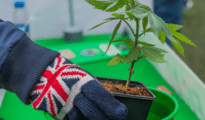 Exploring Medical Cannabis: Benefits, Usage, and Availability in the UK