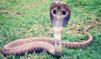 Cobra rescued from Super Specialty Hospital building in Nagpur