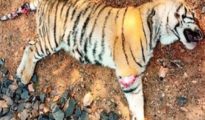 Alarming toll: 115 tigers died in State over 5 years, 24 victims of poaching: RTI