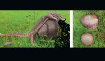 Large monitor lizard, rescued in Besa, released in Gorewada forest