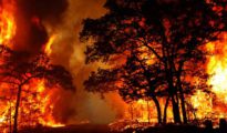 Fiery fact: State lost 1.706 lakh hectares to forest fires in 5.5 years: RTI reply