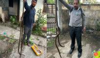 Two 7-foot rat snakes intrude GMCH Doctors’ kitchen in Nagpur; promptly captured, released into wild