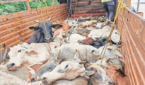 Ramtek cops seize truck from MP, rescue 40 cattle heads