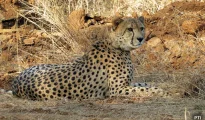 Another Cheetah found dead at MP’s Kuno National Park