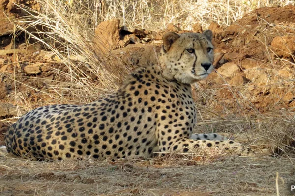 Another Cheetah found dead at MP’s Kuno National Park