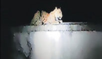 Sighting of leopard creates panic among Gorewada residents