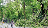 MSTA allows felling of 25 heritage trees for various projects in Nagpur
