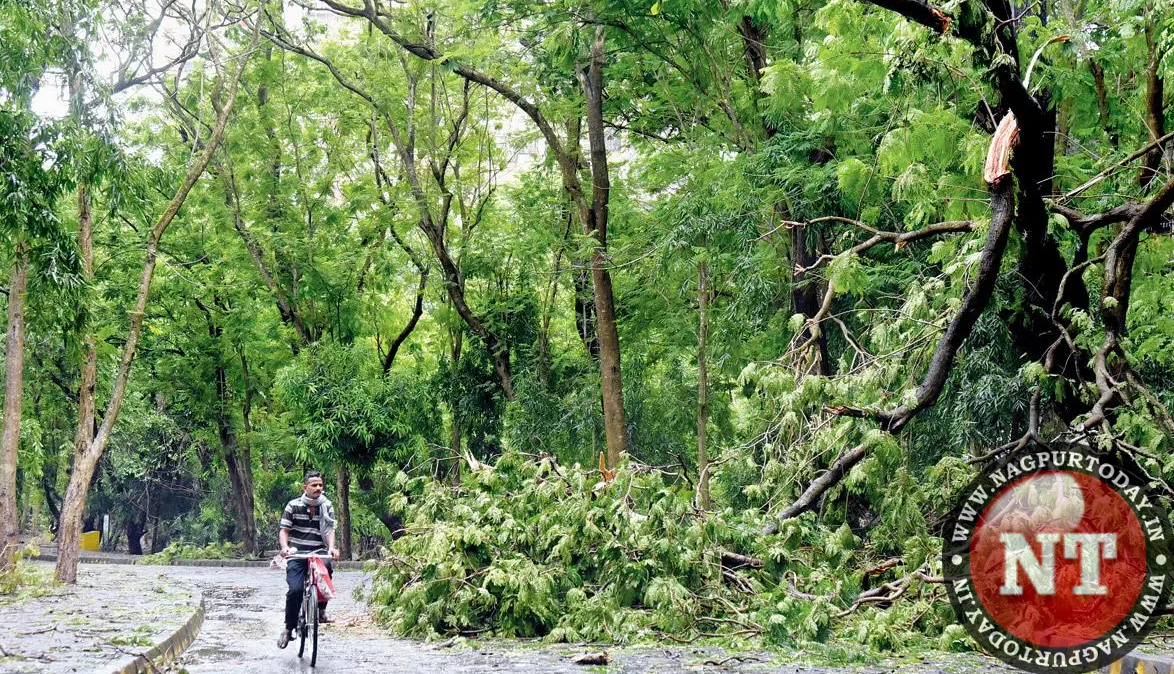 MSTA allows felling of 25 heritage trees for various projects in Nagpur