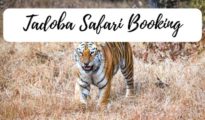 Tadoba safari bookings to start: Report