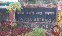 Pench, Bor, and Tadoba Tiger Reserves to Reopen for Tourists from October 1
