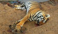 Tiger electrocuted, head, paws cut off by poachers in Gadchiroli