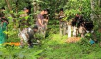 Video: Tiger injured after being hit by car on Gondia-Kohmara Road dies in on way to Nagpur for treatment