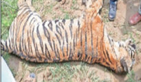 Tigress found dead in Bhadrawati Range Forest
