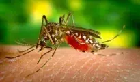 Nagpur grapples with dengue surge, Sept records spike in cases