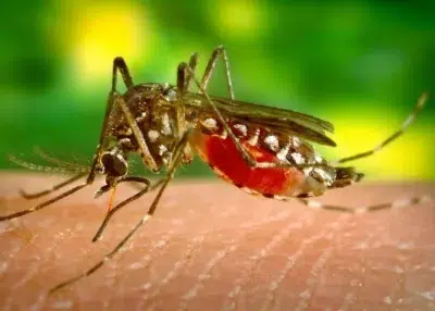 Be careful: Dengue threat rises in Nagpur Division amid unseasonal rain
