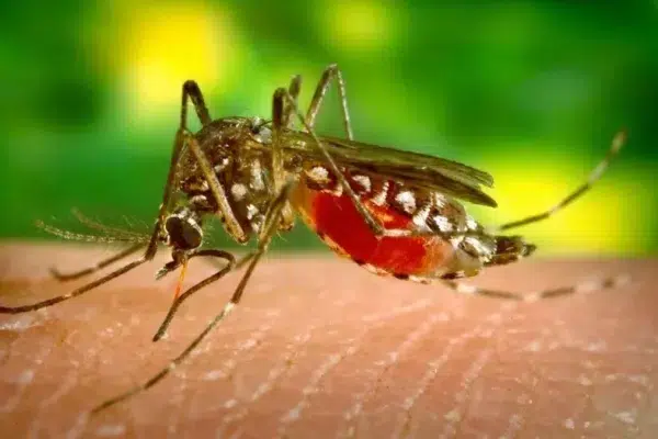 Be careful: Dengue threat rises in Nagpur Division amid unseasonal rain