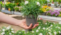 How to Choose the Best Plants for Every Corner in Home By FNP