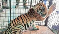 Two tiger cubs found dead, one rescued in Ballarpur forest