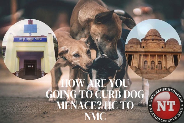 High Court reviews NMC’s efforts to control stray dog menace