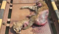 Leopard dies on Khaparkheda-Koradi railway track in Nagpur