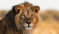 Youth spreads ‘Lion’ rumours, lands in police lock up near Nagpur