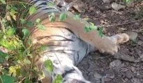 Six arrested in Gadchiroli tiger killing