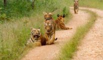 Jungle safari in PTR, BTR, UPKWS begins from Oct 2