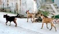 Stray dog killed brutally as it enters Mahaprasad area in Nagpur’s Mankapur