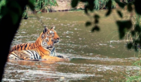 Thrilling start: Tourists spot tigress, cub on first day of safari at PTR