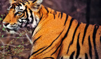 Quest for safety: A tiger’s remarkable 2,000 km journey from Tadoba to Odisha