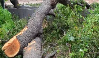 AG Enviro Project Director Tonpe booked second time for felling trees illegally