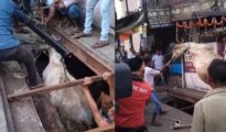Nagpur traffic cop, towing boys rescue cow trapped in an uncovered sewerage at Cotton Market