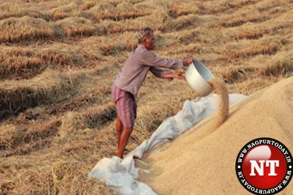 गोंदिया: धान को 20 हज़ार रुपए प्रति हेक्टर का बोनस , किसानों की बल्ले-बल्ले