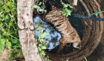 202 tigers died in country in 2023, Maha sees highest 52 deaths: Data