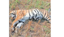 Tiger electrocuted to death in Sindewahi, one arrested