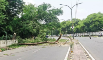 City Lost 9.4 Trees Daily For 8 Months, NMC Says It Planted 71.6k Saplings
