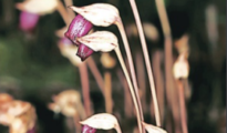 Botanical breakthrough: Rare flower species discovered in Pench during survey