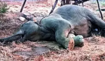 Jumbo kill: Another elephant electrocuted in Gadchiroli