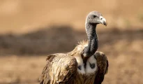 New guests: 10 Long-Billed Vultures released in aviary at PTR